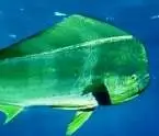 Mahi are a blast to catch.