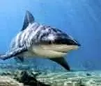 Shark represents many species of fish are seasonally available to anglers in our Hatteras, NC waters